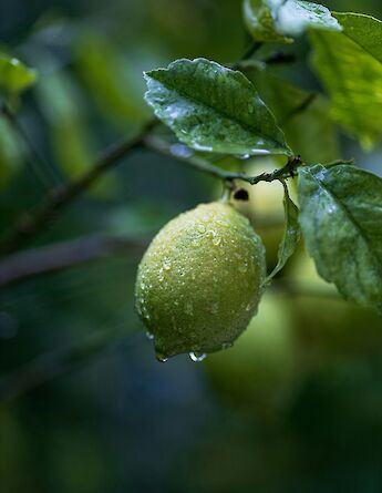 A close-up of a lime on a tree, with raindrops on the fruit and leaves, in Bodrum, Turkey.