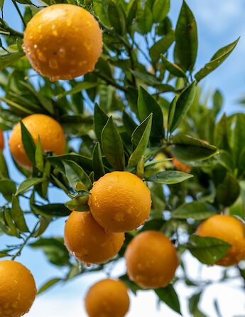 Oranges hanging on a tree with dew on the fruit, set against a backdrop of a blue sky, Gulf of Gökova, Turkey.