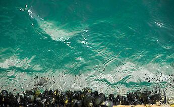Clear waters of the Adriatic Sea, Croatia. CC:Ivan Duran