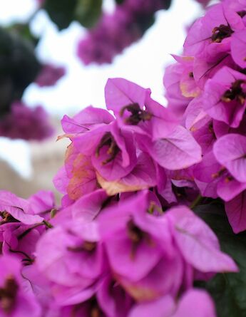 Pink flowers on Losinj, Croatia. Unsplash:Martin Lostak