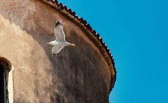 Seagull flying in Zadar, Croatia. Unsplash:Deniz Fuchidzhiev