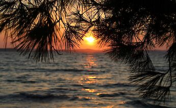 Sunset through branches, Zadar, Croatia. Unsplash:Lilith