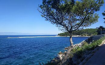 Tree by the path, Lošinj, Croatia. Unsplash:Alexandre Ours