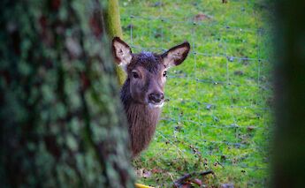 Deer in Salen, Isle of Mull, Scotland. Unsplash:Thomas Wilson