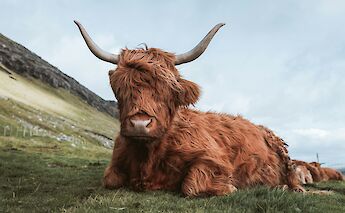 Highland cow, Scotland. Unsplash:Georgi Kalaydzhiev