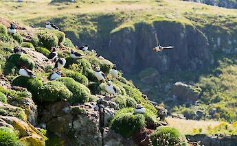 Puffins perched on a grassy, rocky cliff on the Isle of Mull, Scotland, with one bird in flight.