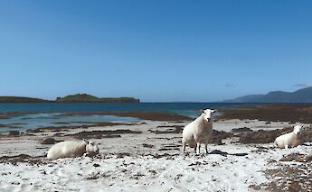 3. Sheep resting on a sandy beach with a backdrop of the blue sea and distant islands in the Inner Hebrides, Scotland.