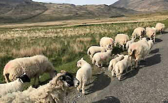 A flock of sheep walking along a rural road on the Isle of Mull, Scotland, with rolling hills and grassy fields in the background.