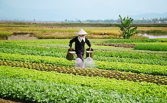 Farmer watering crops, Hanoi, Vietnam. Unsplash:Getty Images