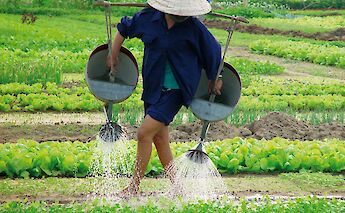 Farmer watering their crops, Hoi An, Vietnam. CC:Island Hopping