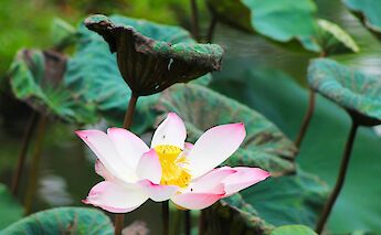 Lotus flower, Mekong Delta, Vietnam. Unsplash:Leonie Clough