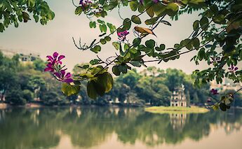 Purple flowers in Hanoi, Vietnam. Unsplash:Bergkinder