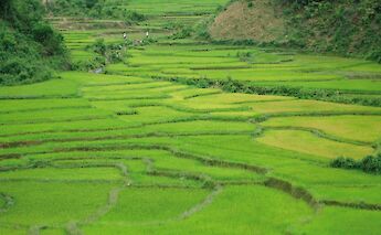 Rice paddies in Hoi An, Vietnam. CC:Island Hopping