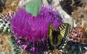 Butterflies on a flower. CC:Island Hopping
