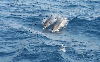 Dolphins. CC:Island Hopping