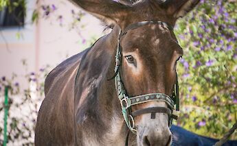 Donkey. CC:Tobias Wenkemann