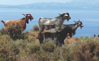 Goats. CC:Island Hopping