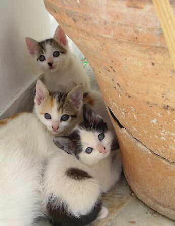 Kittens. CC:Island Hopping