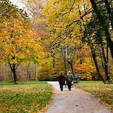 Fall colours in the English garden, Munich, Germany. Is@Unsplash