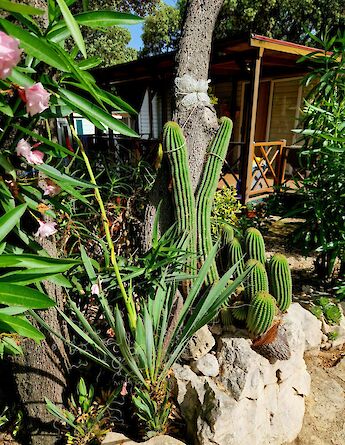 Cacti on Pag, Croatia. Unsplash:Benko Regina