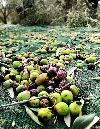 Olives on a net, Zadar, Croatia. Unsplash:Bozica Uglesic