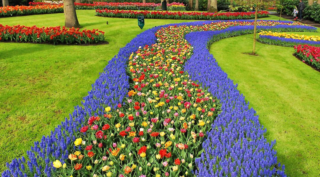 Blue borders in the Keukenhof Gardens, Holland. Unsplash:Boudewijn Huysmans
