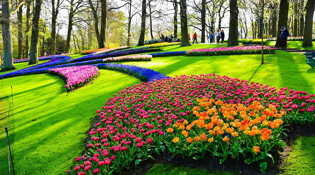 Flowers growing in the shape of a tulip, Keukenhof Gardens, Holland. Unsplash:AXP Photography