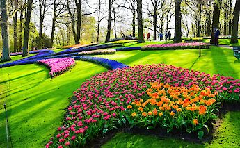A garden with colorful flowers arranged on a grassy slope, bordered by tall trees.