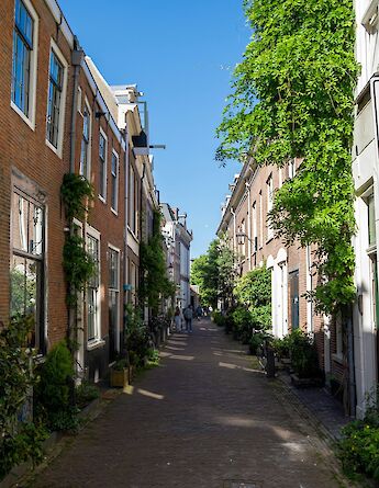 Foliage in the streets of Haarlem, Holland. Unsplash:Marvin Langer