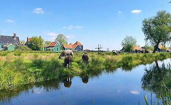 Livestock grazing near a canal with traditional houses and a windmill in a rural landscape.