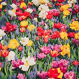 Multi-colored tulips, Keukenhof Gardens, Holland. Unsplash:Libby Penner