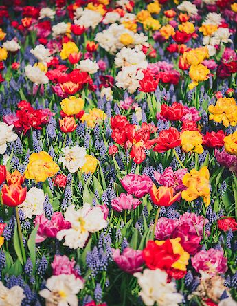 Multi-colored tulips, Keukenhof Gardens, Holland. Unsplash:Libby Penner