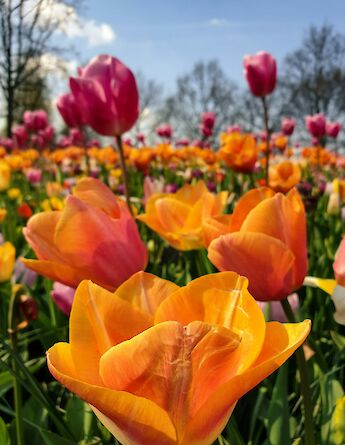 Orange and pink tulips in Keukenhof Gardens, Holland. Unsplash:Jonne Makikyro Djenis
