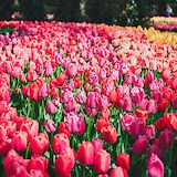 Pink and red tulips in Keukenhof Gardens, Holland. Unsplash:Libby Penner
