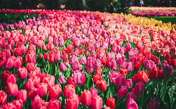 Pink and red tulips in Keukenhof Gardens, Holland. Unsplash:Libby Penner