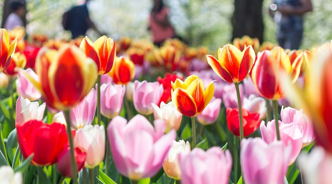 Red and pink tulips, Keukenhof Gardens, Holland. Unsplash:Anh Tran