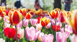 Tulip Fields of Holland - 8-Day Bike & Boat Tour