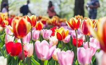 Red and pink tulips in Keukenhof Gardens, Holland.