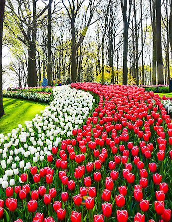 Red and white tulips, Keukenhof Gardens, Holland. Unsplash:AXP Photography