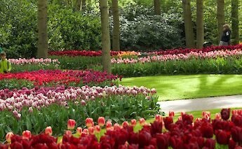 Trees and tulips in Keukenhof Gardens, Holland. Unsplash:Felicia Varzari