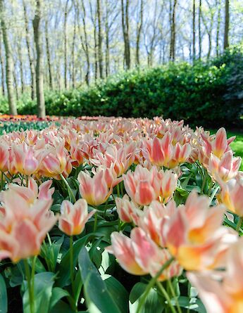 White and pink tulips, Keukenhof Gardens, Holland. Unsplash:Janosch Diggelmann