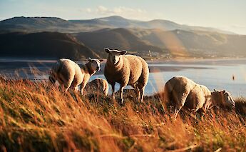 Sheep grazing in Wales. ManuelT@unsplash