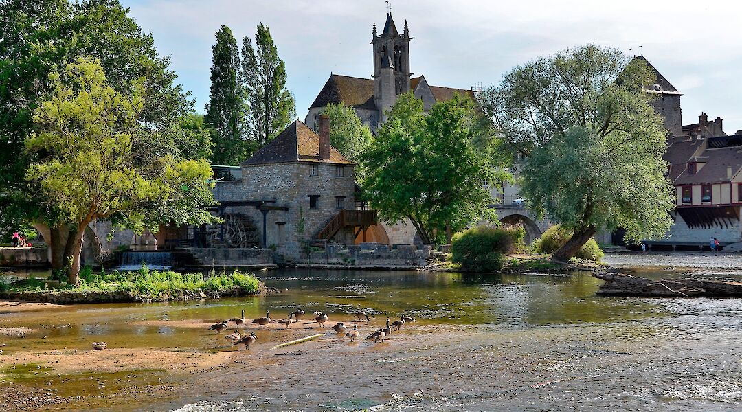 Geese in Moret-sur-Loing, France. Flickr:Patrick
