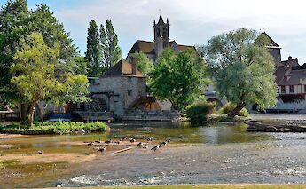 Geese in Moret-sur-Loing, France. Flickr:Patrick