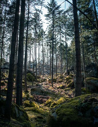 Moss-covered rocks, Forest of Fontainebleau, France. Unsplash:Alexandre Debieve