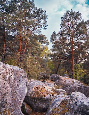 Pine forest, Fontainebleau, France. Unsplash:Victor Hugo Germano