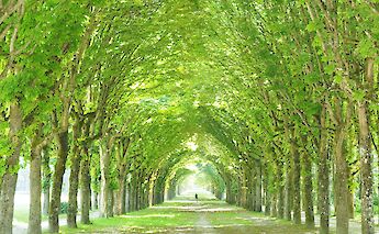 Tree-lined road, Fontainebleau, France. Unsplash:Michael Yung