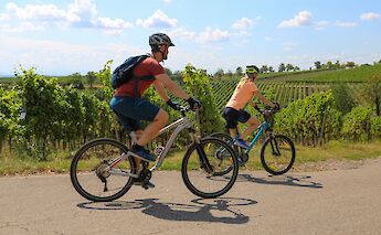 Cycling through Vineyards. Adobe Stock.