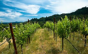 Blue Skies Over Vineyard. Getty Images@unsplash