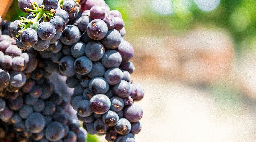 Clusters of red grapes. Harinanda Kumar@unsplash